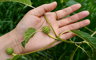 EFECTOS SECUNDARIOS DEL KRATOM: LO QUE DEBES SABER